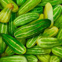 Cucumbers - Cetrioli (Painting, 12" x 12")